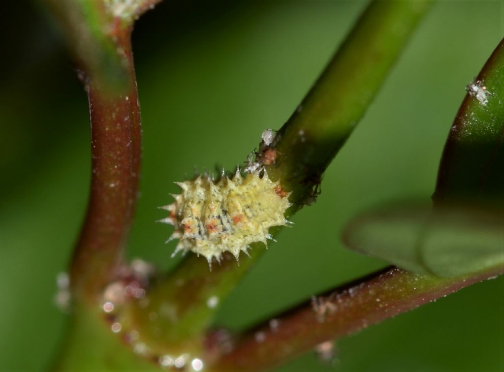 Larva di sirfide?